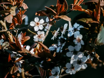 Glimmer Kazino Mobilā lietotne